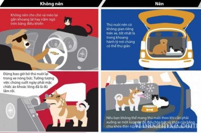 Những lưu ý quan trọng khi chở thú cưng bằng xe hơi